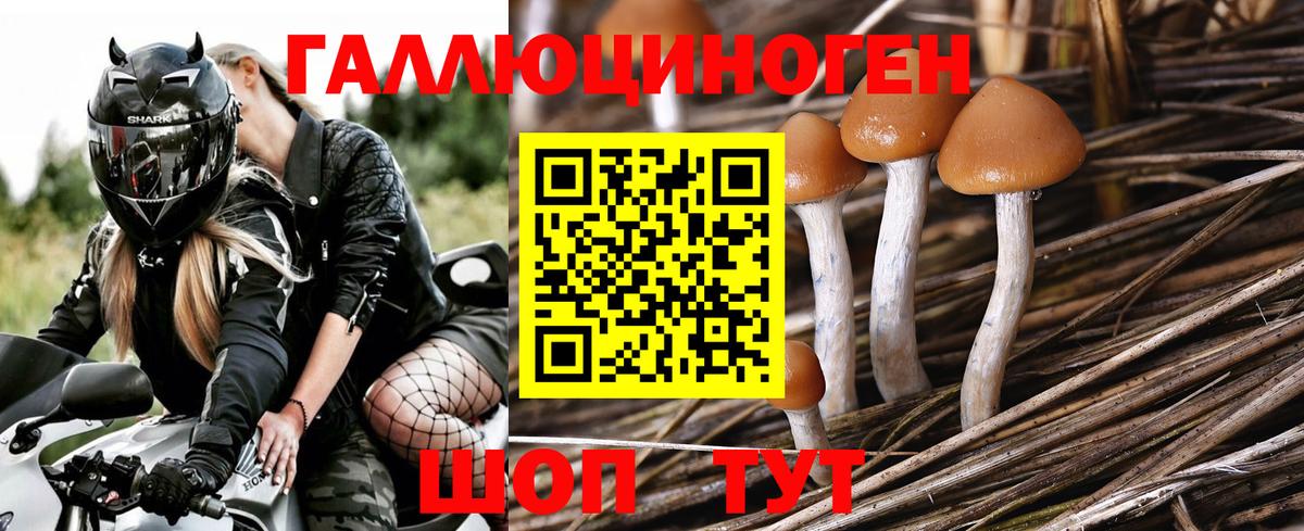 Псилоцибиновые грибы прущие грибы Советская Гавань